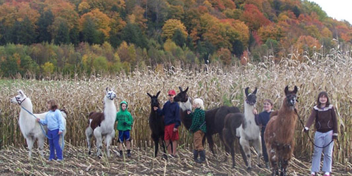 Afterschool Llama Club stops at a corn field during our Foliage Walk